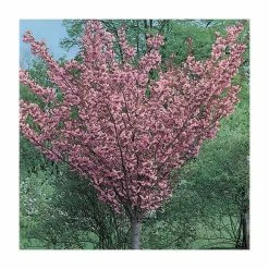 Prunus 'Kanzan' | Cherry Blossom Tree | 36L Pot | 240-280cm Full Standard 18 Prunus 'Kanzan' | Cherry Blossom Tree | 36L Pot | 240-280cm Full Standard -botanical garden shop TR9919 add image 6 de9e