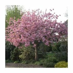 Prunus 'Kanzan' | Cherry Blossom Tree | 36L Pot | 240-280cm Full Standard 21 Prunus 'Kanzan' | Cherry Blossom Tree | 36L Pot | 240-280cm Full Standard -botanical garden shop TR9919 add image 9 83a9
