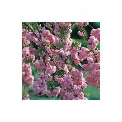Prunus 'Kiku-shidare-zakura' | Weeping Cherry Blossom Tree | 36L Pot | 240-280cm Full Standard -botanical garden shop TR9920 add image 1 e58f