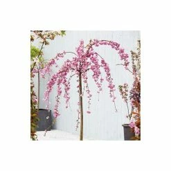 Prunus 'Kiku-shidare-zakura' | Weeping Cherry Blossom Tree | 36L Pot | 240-280cm Full Standard -botanical garden shop TR9920 add image 2 81a0