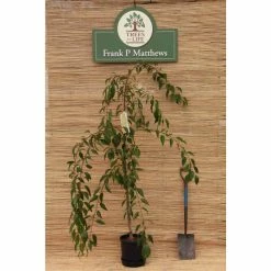 Prunus 'Kiku-shidare-zakura' | Weeping Cherry Blossom Tree | 36L Pot | 240-280cm Full Standard -botanical garden shop TR9920 add image 6 c413