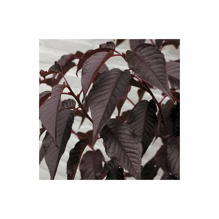 Prunus 'Royal Burgundy' | Cherry Blossom Tree | 36L Pot | 240-280cm Full Standard 2 Prunus 'Royal Burgundy' | Cherry Blossom Tree | 36L Pot | 240-280cm Full Standard - Image 2