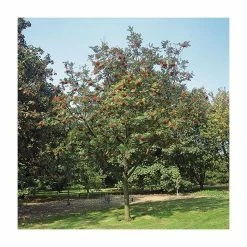 Sorbus Aucuparia | Rowan Tree | 36L Pot | 240-280cm Full Standard 7 Sorbus Aucuparia | Rowan Tree | 36L Pot | 240-280cm Full Standard -botanical garden shop TR9922 add image 1 0b0b