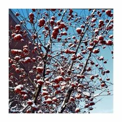 Sorbus Aucuparia | Rowan Tree | 36L Pot | 240-280cm Full Standard 8 Sorbus Aucuparia | Rowan Tree | 36L Pot | 240-280cm Full Standard -botanical garden shop TR9922 add image 2 7649