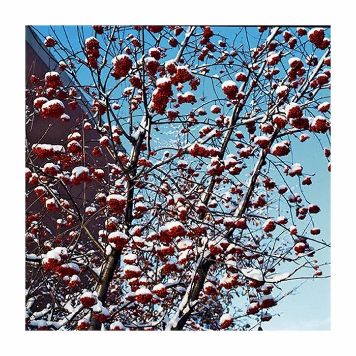 Sorbus Aucuparia | Rowan Tree | 36L Pot | 240-280cm Full Standard 4 Sorbus Aucuparia | Rowan Tree | 36L Pot | 240-280cm Full Standard - Image 4