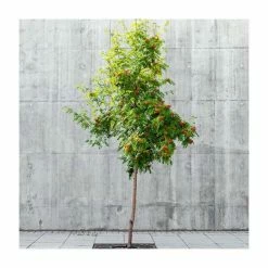 Sorbus Aucuparia | Rowan Tree | 36L Pot | 240-280cm Full Standard 9 Sorbus Aucuparia | Rowan Tree | 36L Pot | 240-280cm Full Standard -botanical garden shop TR9922 add image 3 19f6