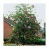 Sorbus Aucuparia | Rowan Tree | 36L Pot | 240-280cm Full Standard