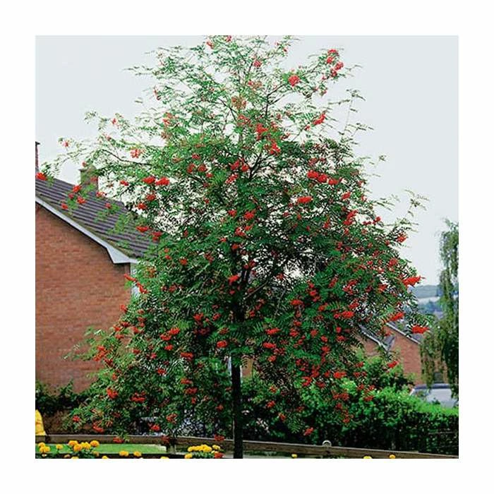 Sorbus Aucuparia | Rowan Tree | 36L Pot | 240-280cm Full Standard 1 Sorbus Aucuparia | Rowan Tree | 36L Pot | 240-280cm Full Standard