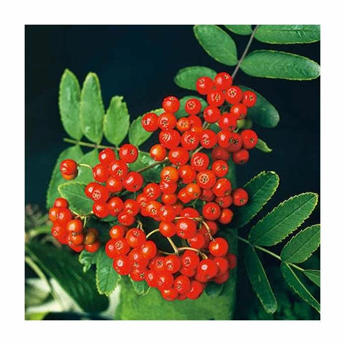 Sorbus Aucuparia | Rowan Tree | 36L Pot | 240-280cm Full Standard 2 Sorbus Aucuparia | Rowan Tree | 36L Pot | 240-280cm Full Standard - Image 2