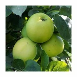 Cider Apple 'Betsey' | Bare Root