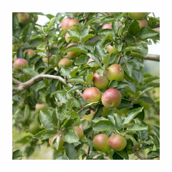 Cider Apple 'Dabinett' | Bare Root 2 Cider Apple 'Dabinett' | Bare Root - Image 2