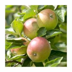 Cider Apple 'Dabinett' | Bare Root