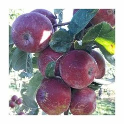 Cider Apple 'Kingston Black' | Bare Root