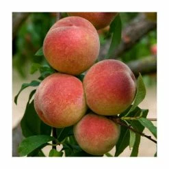 Peach Tree | Prunus Persica 'Redhaven' | Bare Root