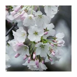 Prunus X Yedoensis | Yoshino Cherry Blossom Tree | Bare Root