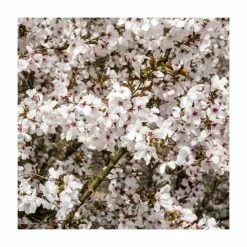 Prunus 'The Bride' | Cherry Blossom Tree | Top-Worked Patio Mini-Standard | Bare Root