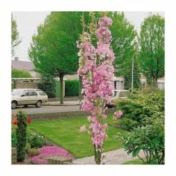 Prunus 'Amanogawa' | Cherry Blossom Tree | 36L Pot | 220-260cm Full Standard