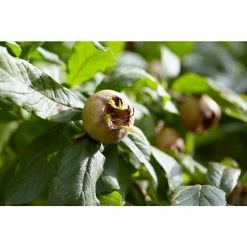 Mespilus Germanica 'Nottingham' | Meldar Tree | 18L Pot | 150-180cm