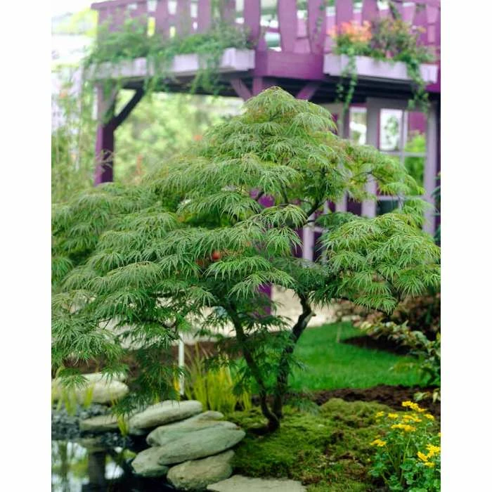 Acer Palmatum Dissectum 'Viride' | Japanese Maple Tree | 15L Pot 1 Acer Palmatum Dissectum 'Viride' | Japanese Maple Tree | 15L Pot