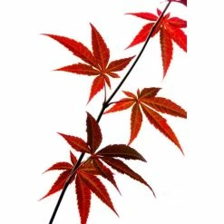 botanical garden shop -botanical garden shop TR99492 main 0b66