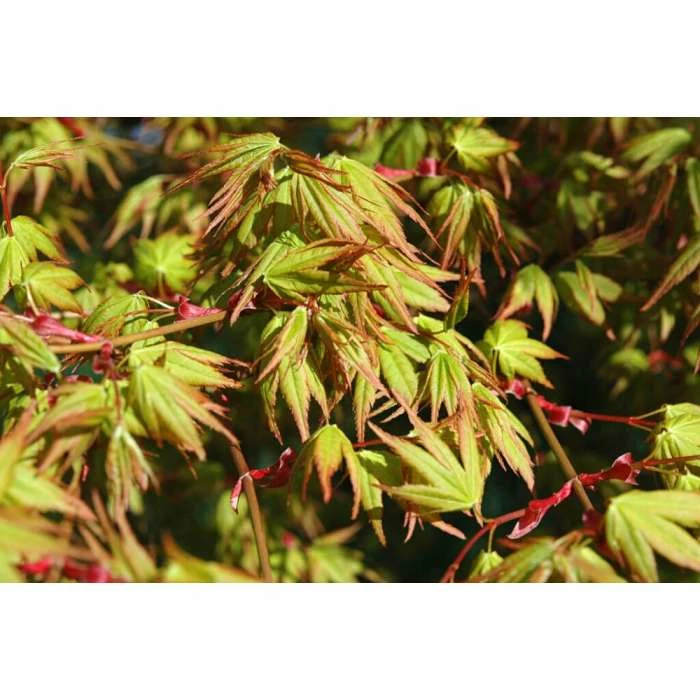 Acer Palmatum 'Katsura' | Japanese Maple Tree | 15L Pot 2 Acer Palmatum 'Katsura' | Japanese Maple Tree | 15L Pot - Image 2