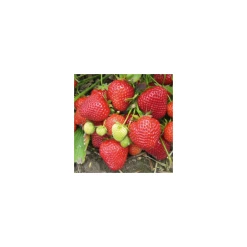 9 X Strawberry 'Cambridge Favourite' | Strawberry Plants | 9cm Pots