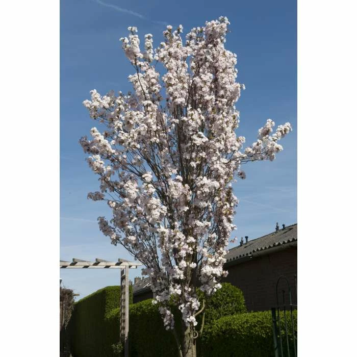 Prunus 'Amanogawa' | Cherry Blossom Tree | 18L Pot | 180-220cm 7 Prunus 'Amanogawa' | Cherry Blossom Tree | 18L Pot | 180-220cm - Image 7