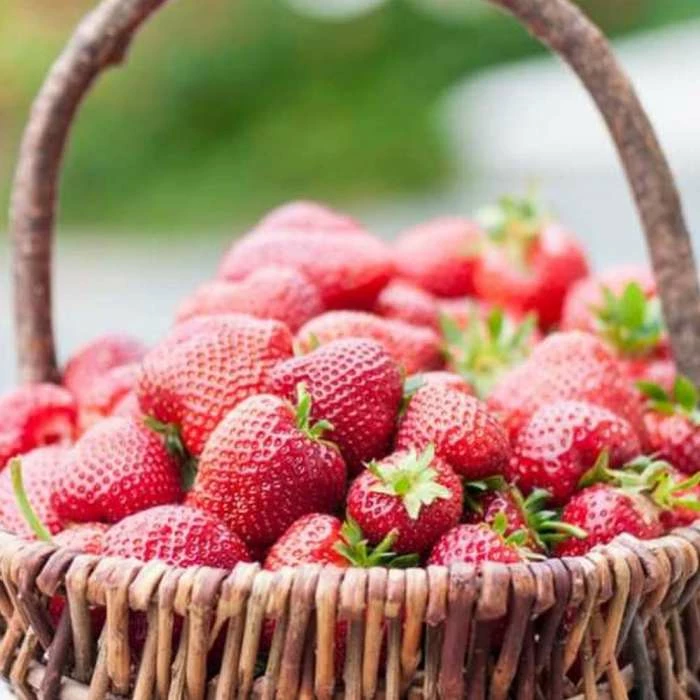 9 X Strawberry 'Summer Breeze Cherry' | Strawberry Plants | 9cm Pots 1 9 X Strawberry 'Summer Breeze Cherry' | Strawberry Plants | 9cm Pots