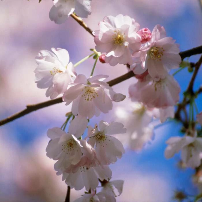 Prunus 'Amanogawa' | Cherry Blossom Tree | 18L Pot | 180-220cm 8 Prunus 'Amanogawa' | Cherry Blossom Tree | 18L Pot | 180-220cm - Image 8