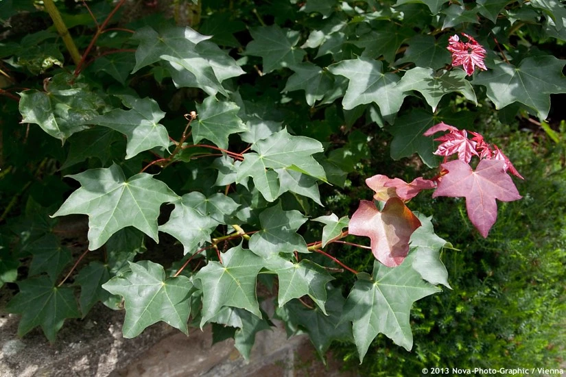 botanical garden shop -botanical garden shop 0003193 boots
