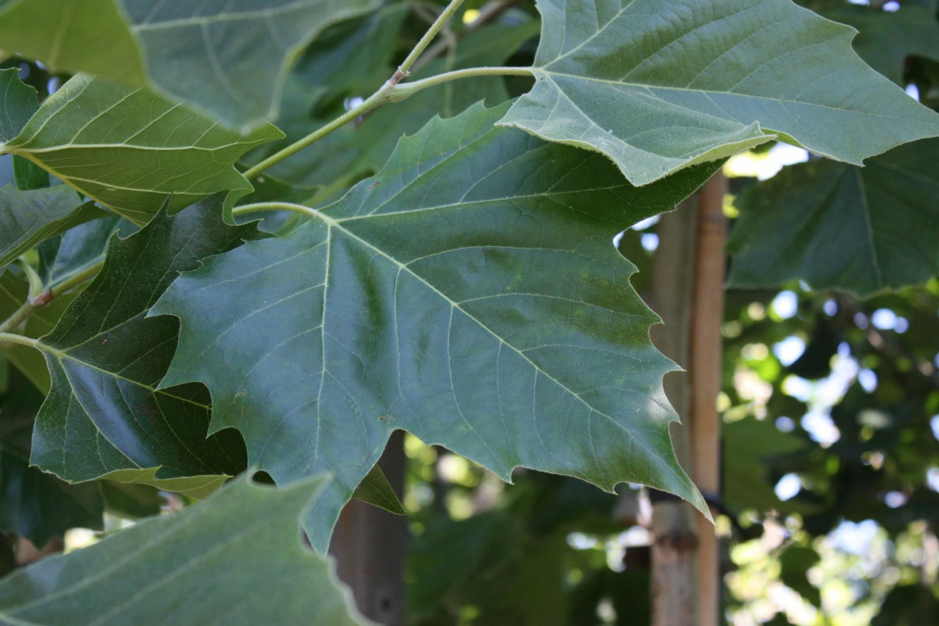 botanical garden shop -botanical garden shop 11907ef8c6a3382603ee07df818ef461b4d1