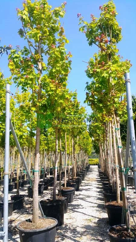 botanical garden shop -botanical garden shop Licensing Banner1